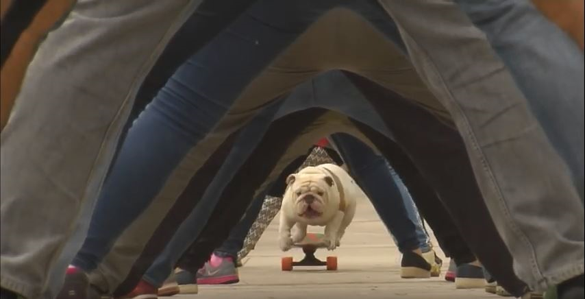 Viral Video of the Month: Otto, the Skateboarding Dog
