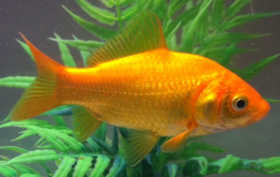 Why Your Goldfish Keeps Dying