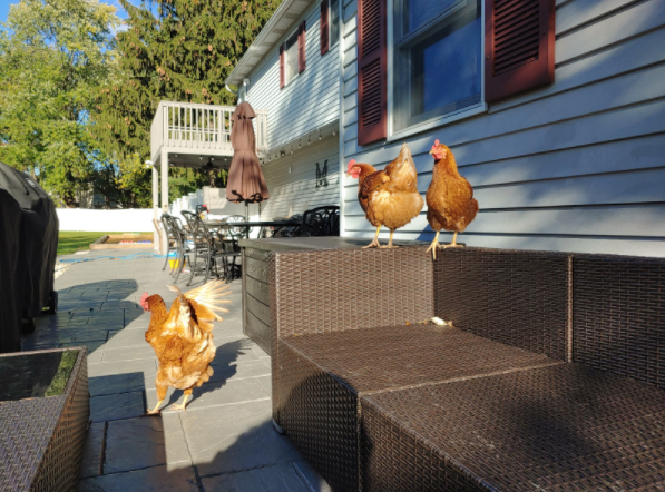 Editorial: Backyard Chickens