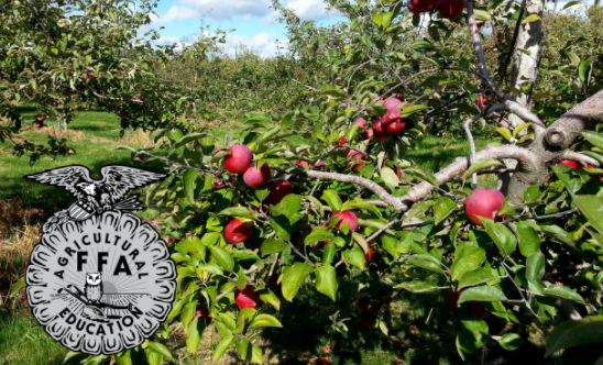 FTHS FFA at the Farmers Against Hunger Apple Picking Event