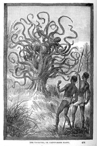 man eating tree in africa