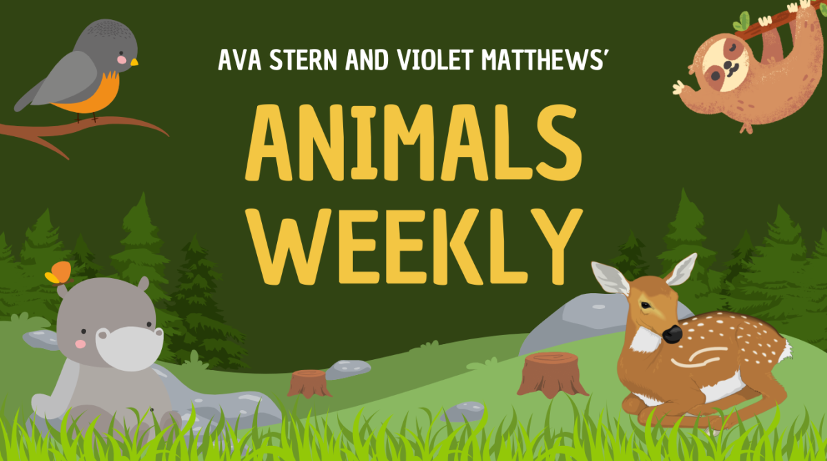 Animals of the Week - The Argali & Himalayan Wolves