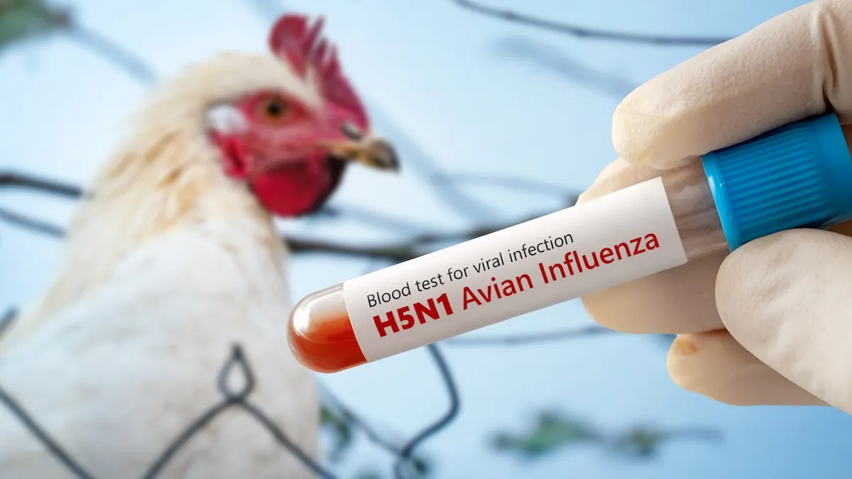 What is the Bird Flu?